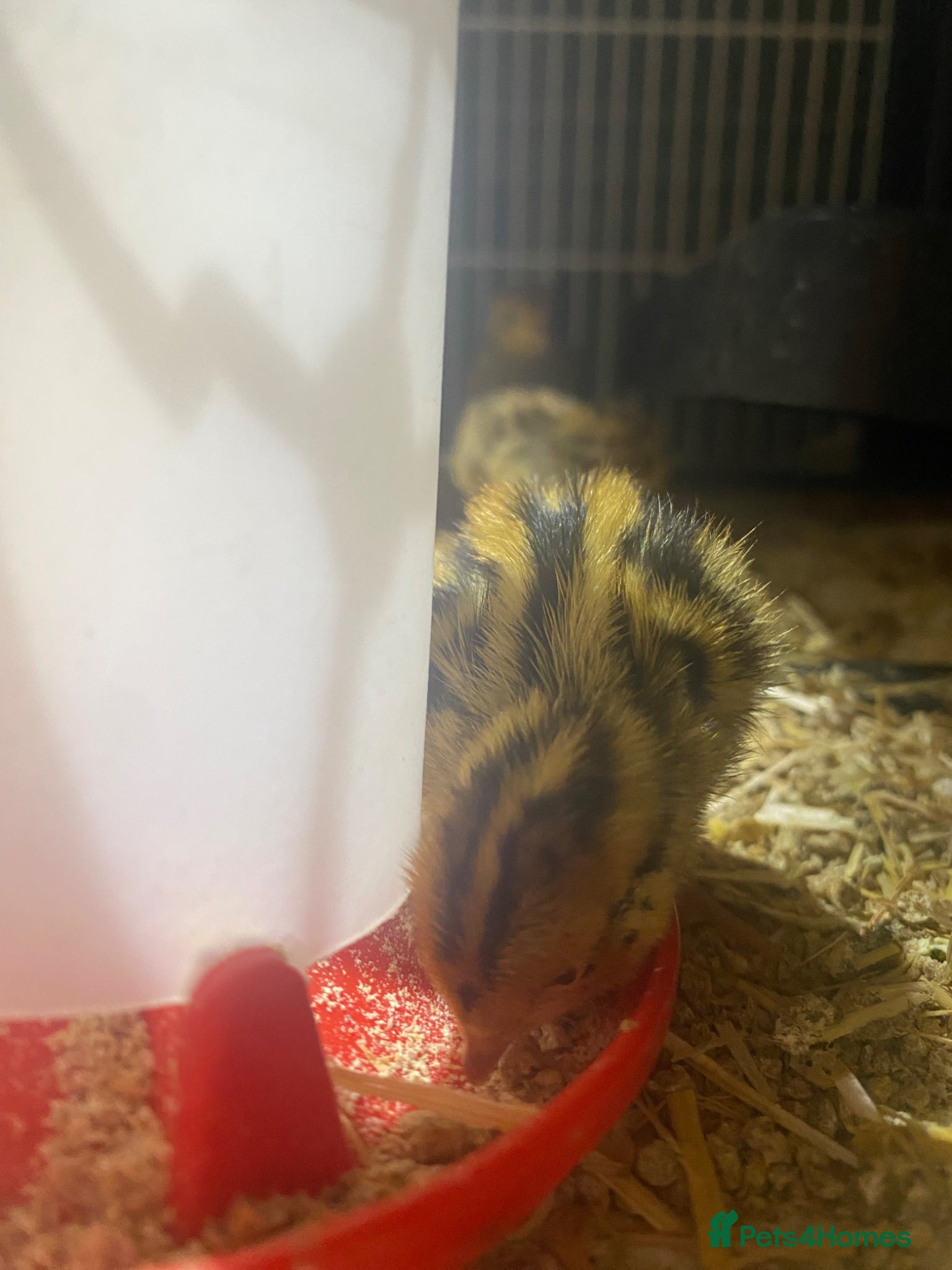 Chickens poultry for sale: Silkies for sale - Advert 4