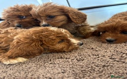 Cavapoo dogs for sale: Gorgeous cavapoos  - Image 6