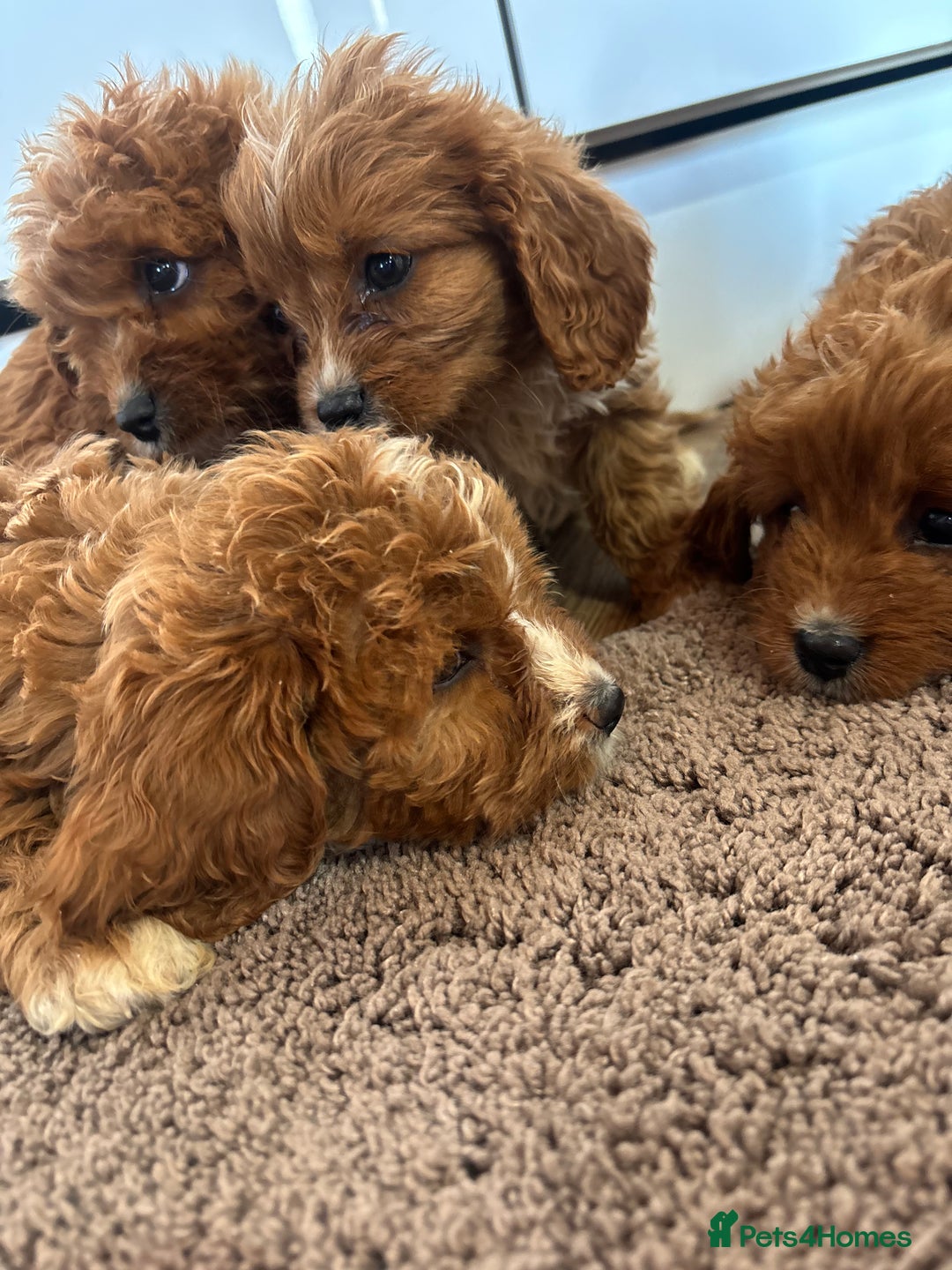 Cavapoo dogs for sale: Gorgeous cavapoos  - Image 6