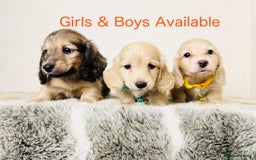 Miniature Dachshund dogs for sale: Cream Long Haired - Ready now! Boys and Girls  - Image 5