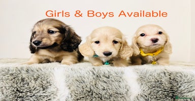 Miniature Dachshund dogs - Advert 4