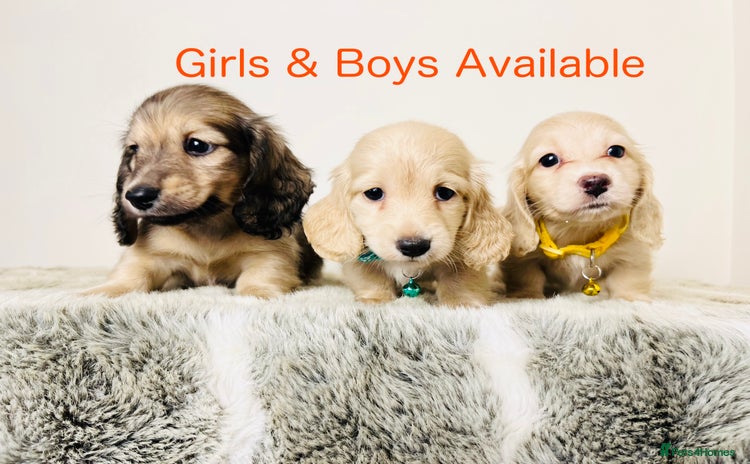 Miniature Dachshund dogs - Advert 1