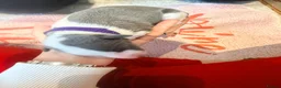 Whippet dogs for sale: Gorgeous Whippets Ready for forever Home - Advert 25