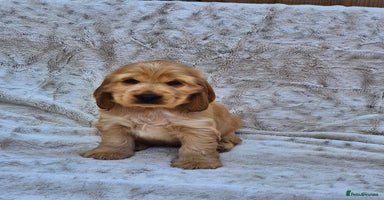Cocker Spaniel dogs - Advert 13