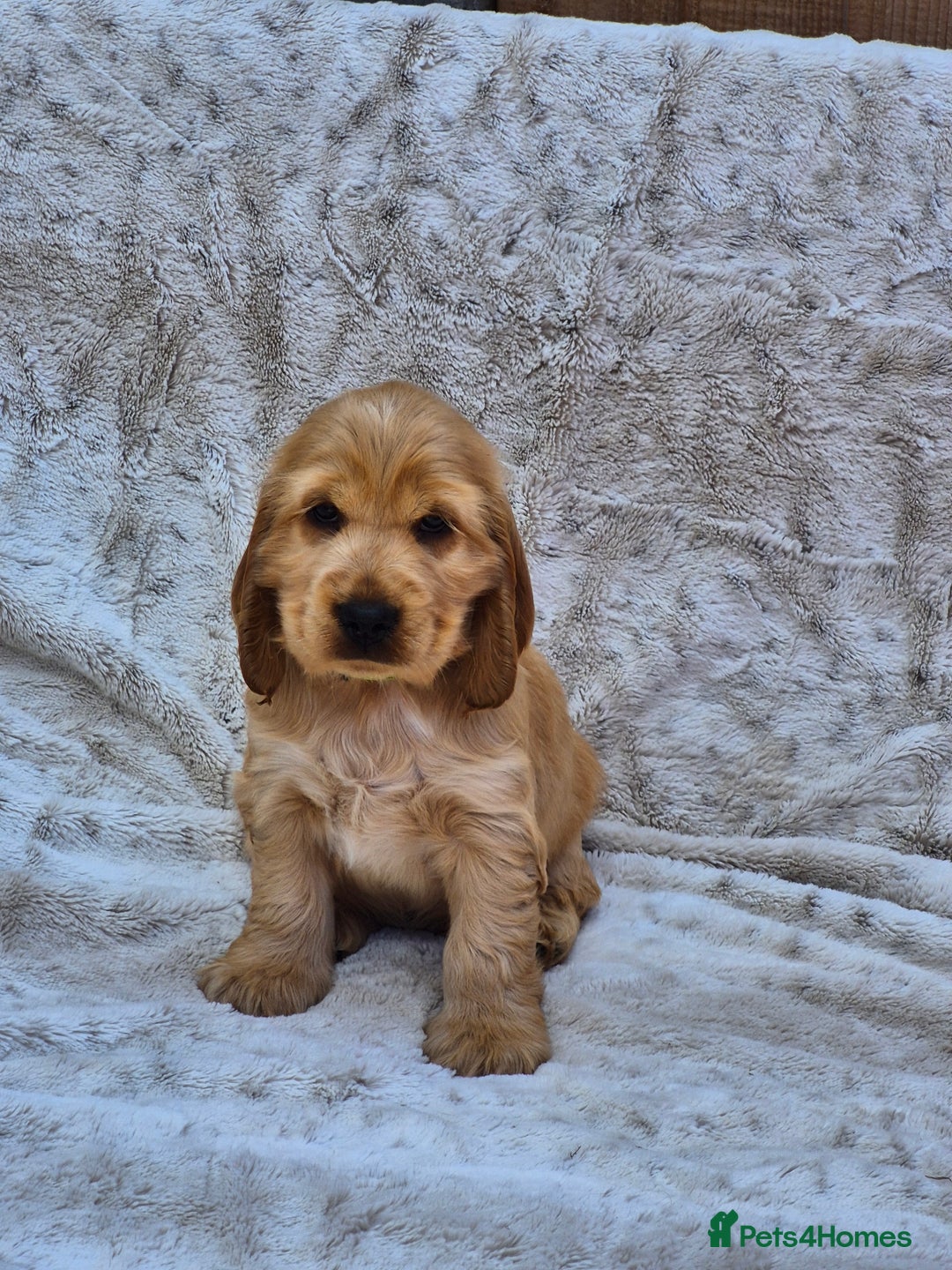 Cocker Spaniel dogs for sale: Kc reg Show Cocker Spaniels  - Image 2