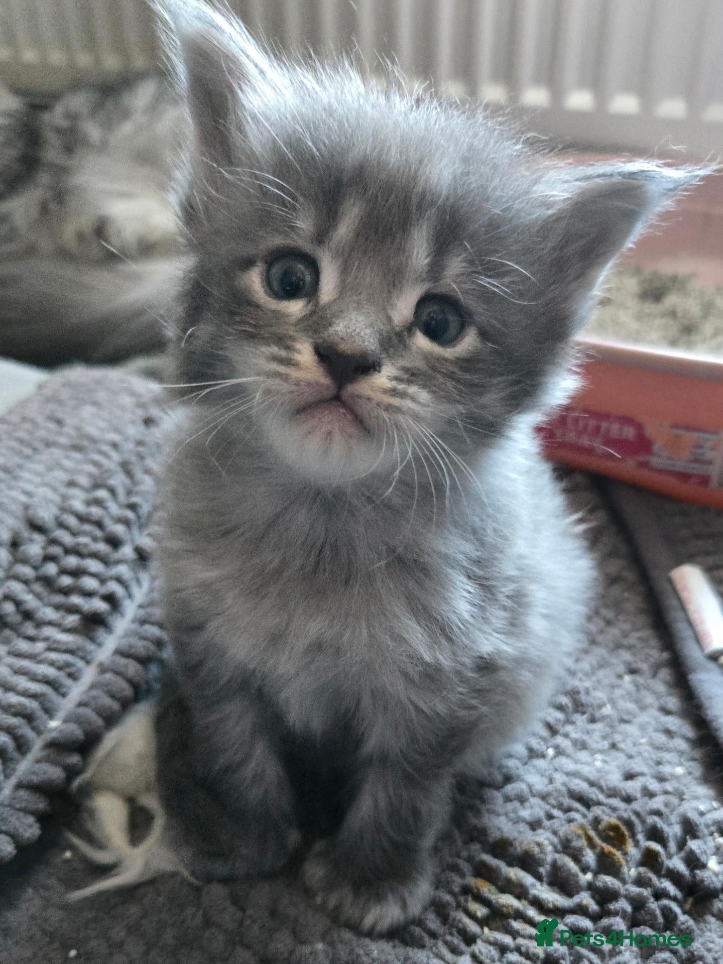 Maine Coon cats for sale: TiCA reg. POLLYDACTYL XL maine coons - Advert 2