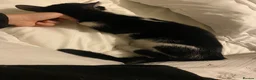 Domestic Shorthair cats for sale: Mia, 1 year old short haired domestic  - Advert 3