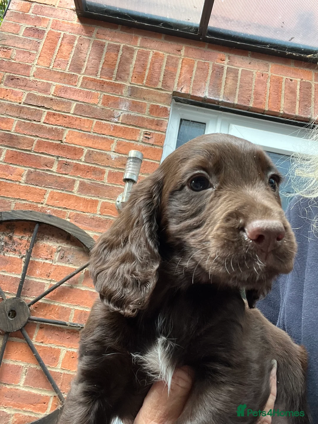Cocker Spaniel dogs for sale: Beautiful cocker spaniel puppies  - Advert 2