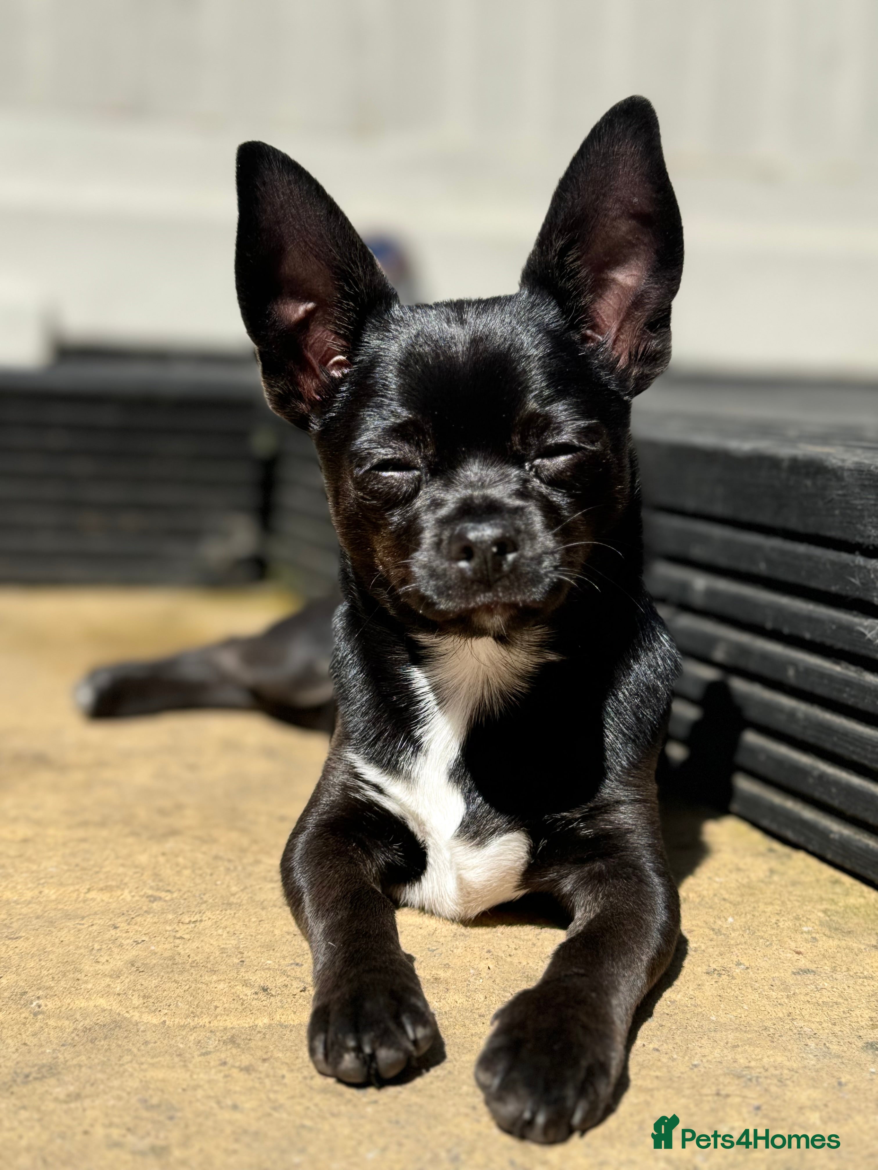 Chihuahua dogs Chihuahua puppies  - Advert 8