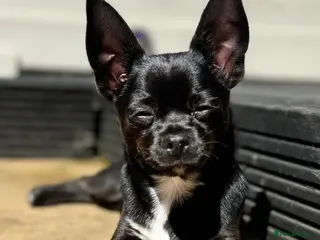 Chihuahua dogs Chihuahua puppies - Advert 8