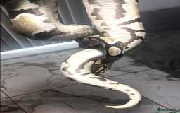 Python Snake reptiles for sale: Ball pythons both sexes  in Peterlee - Image 6
