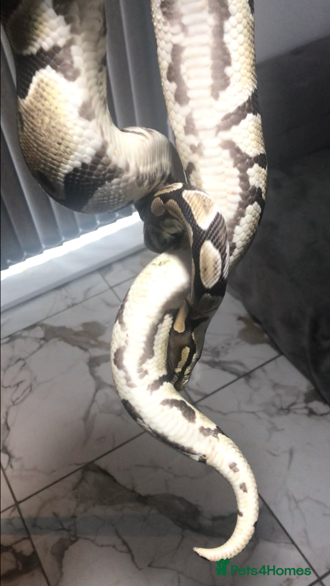 Python Snake reptiles for sale: Ball pythons both sexes  in Peterlee - Image 6