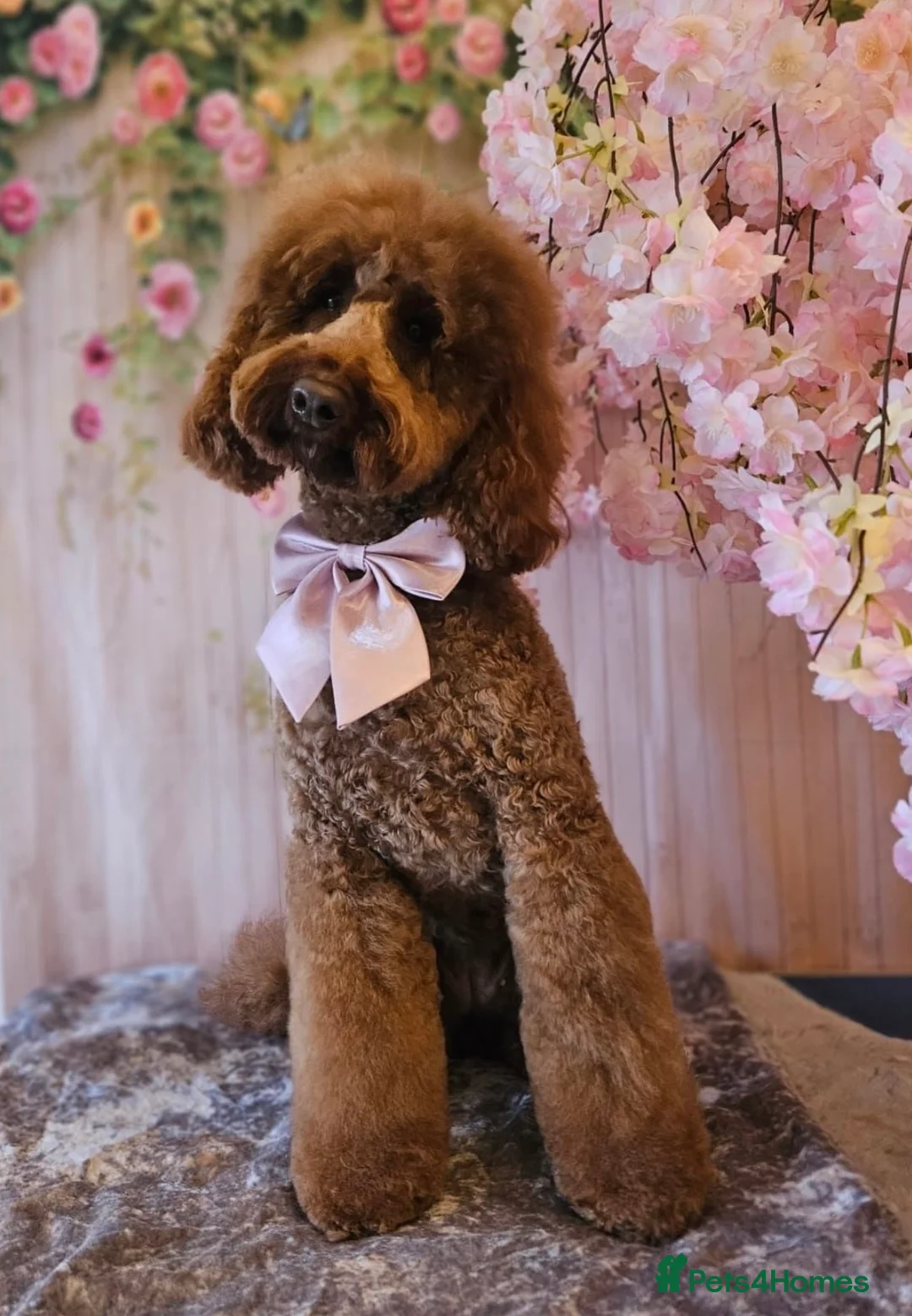 Mini Goldendoodle dogs for sale: Mini goldendoodle waiting list ✨licensed breeder  - Advert 2
