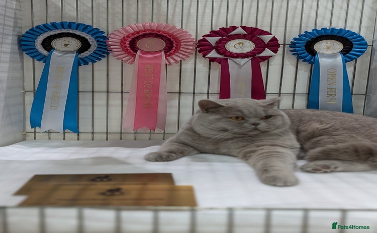 British Shorthair cats in Derby - Advert 16