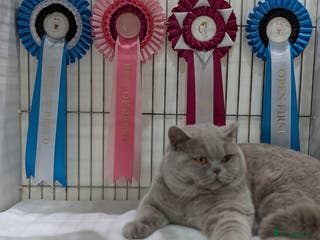 British Shorthair cats GCCF / Tica Stud Champion in Derby - Advert 2