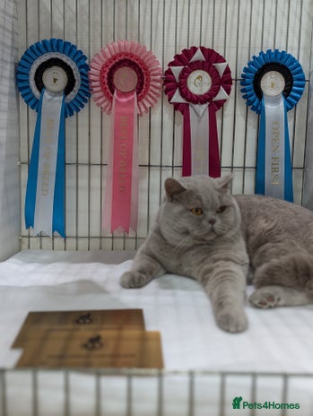 British Shorthair cats GCCF / Tica Stud Champion in Derby - Advert 13