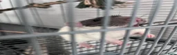 Rat rodents for sale: Fancy x dumbo rats - Advert 3