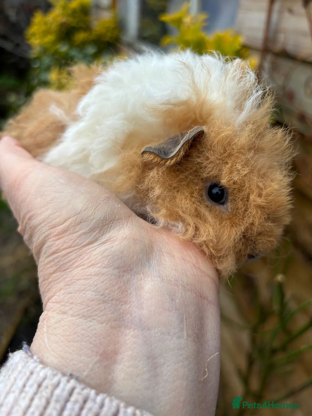 Guinea Pig rodents for sale: Adorable baby Guinea pigs for sale - Advert 2
