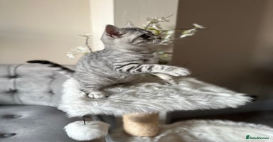 British Shorthair cats - Advert 10