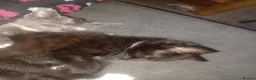 Maine Coon cats for sale: Maincoons mix - Advert 9