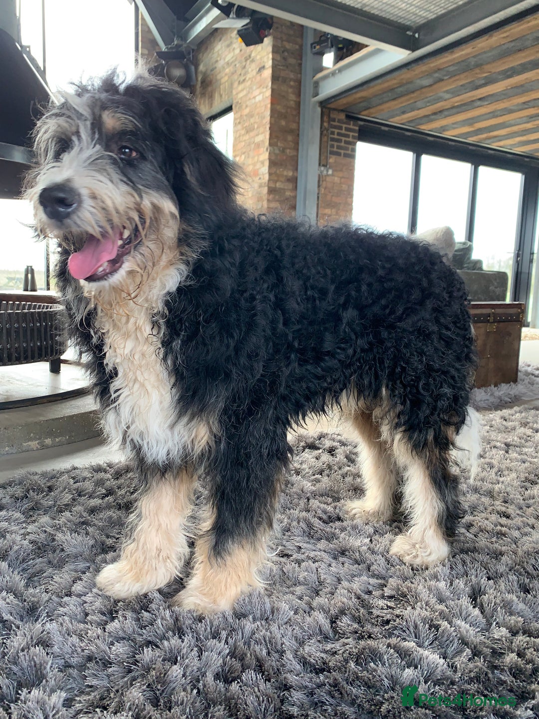 Bernedoodle dogs for sale: Midi Size Bernedoodle Merle, Chocolate - Advert 8