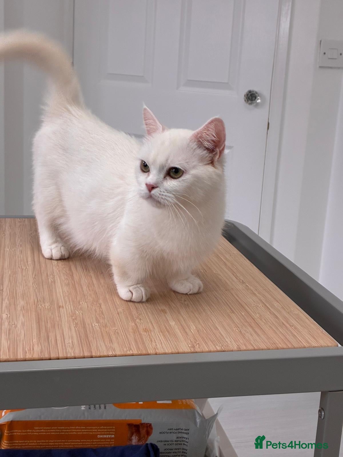 Munchkin cats Munchkin female  - Advert 11