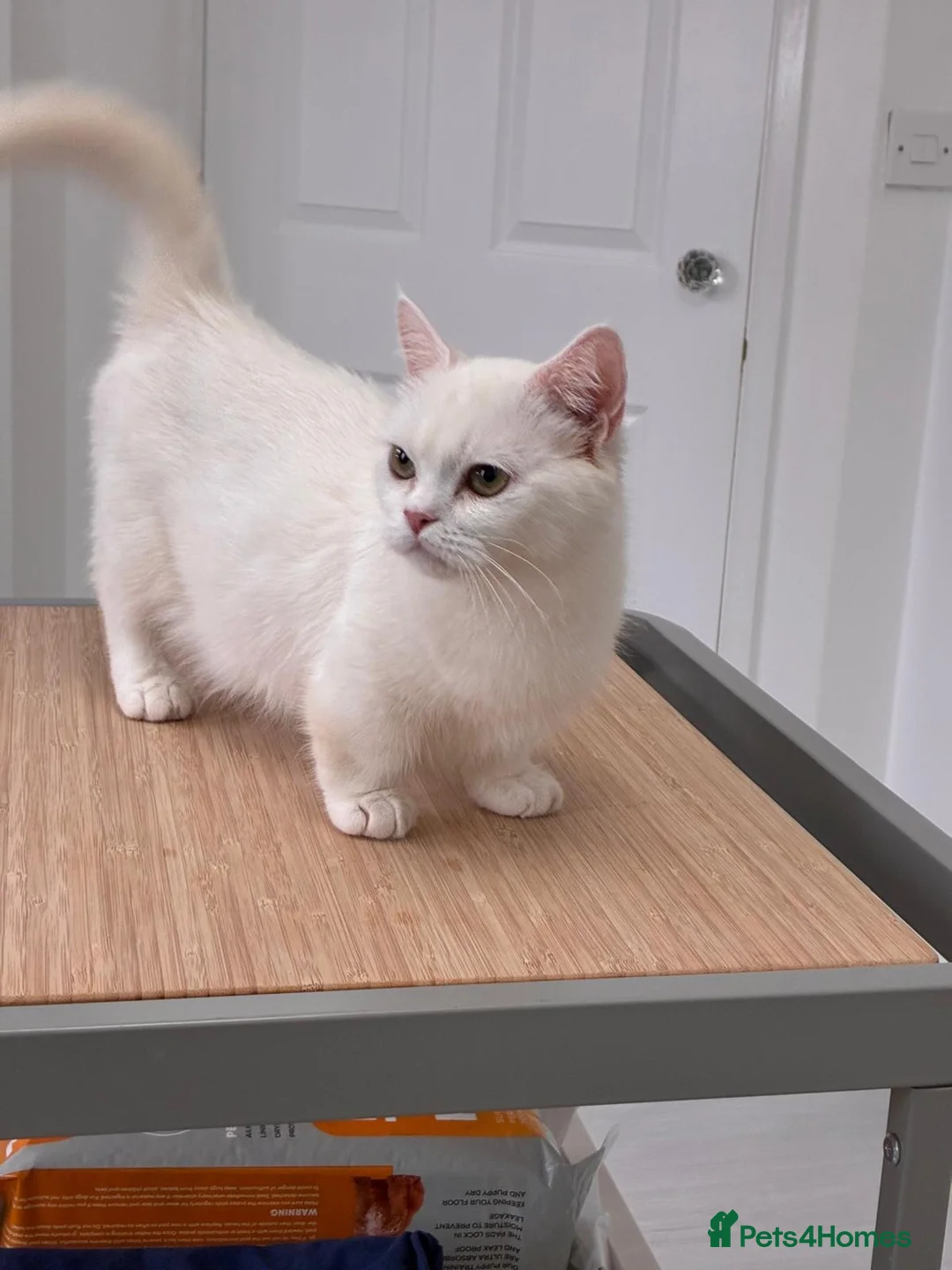 Munchkin cats for sale: Munchkin female  - Advert 1
