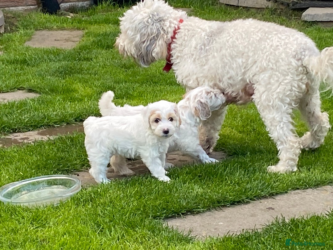 Cockapoo dogs for sale: Beautiful cockapoo puppy’s  - Image 33