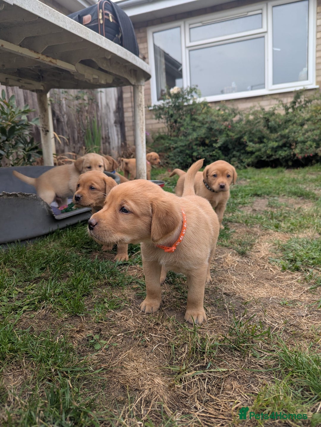 Labrador Retriever dogs for sale: Fox Red Labrador puppies  - Image 2