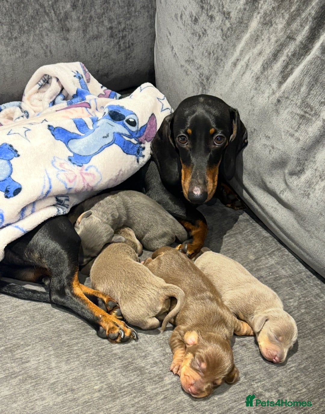 Miniature Dachshund dogs for sale: Kennel club registered miniature dachshunds  - Advert 5