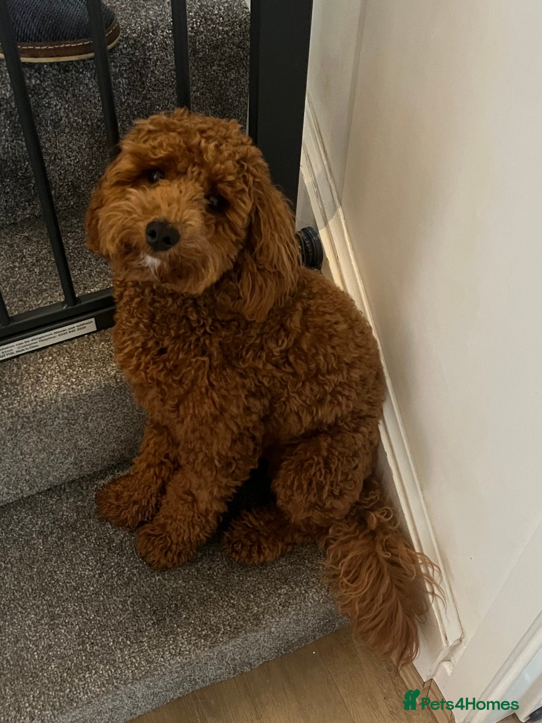 Cavapoo dogs for sale: 11 month old Cavapoo boy - Image 3