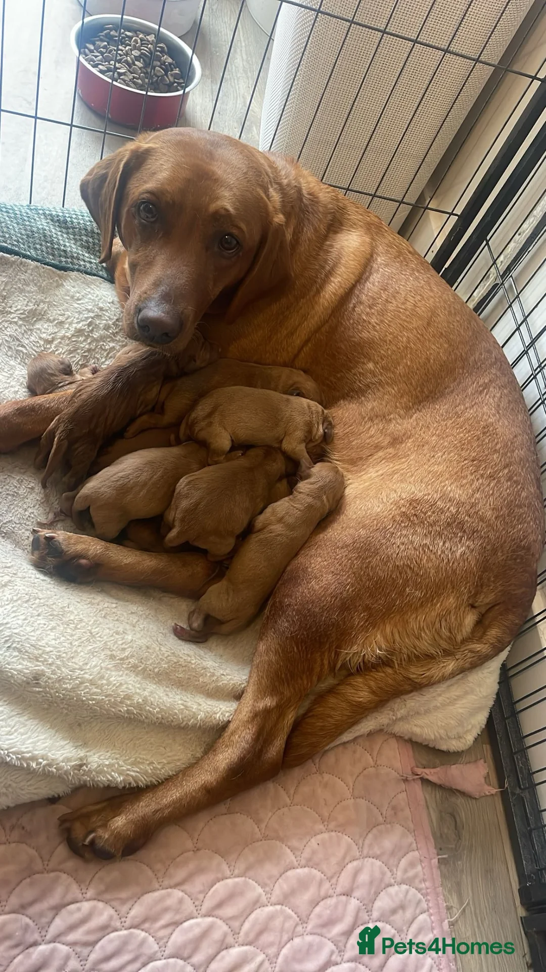Labrador Retriever dogs for sale: Beautiful fox red Labrador litter of 11  - Advert 11