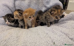British Longhair cats for sale: 4 Longhaired British mix Kittens  - Image 11