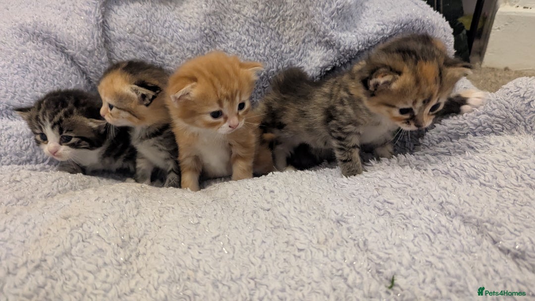 British Longhair cats for sale: 4 Longhaired British mix Kittens  - Image 11