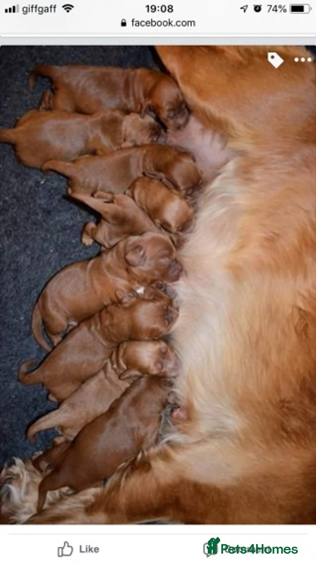 Miniature Poodle dogs for stud: Extensively Health Tested Deep Red Mini Poodle in Mansfield - Advert 7