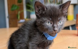 Mixed Breed cats for sale: !!! £30 !!!   3 black kittens (2 tabby are sold) in Stockport - Image 3