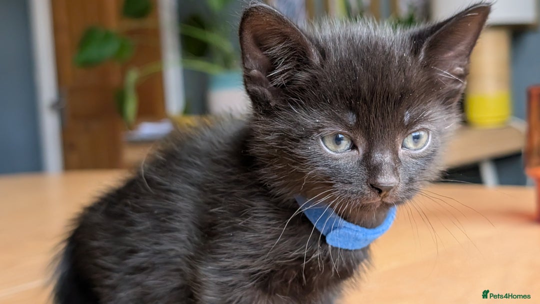 Mixed Breed cats for sale: !!! £30 !!!   3 black kittens (2 tabby are sold) in Stockport - Image 3