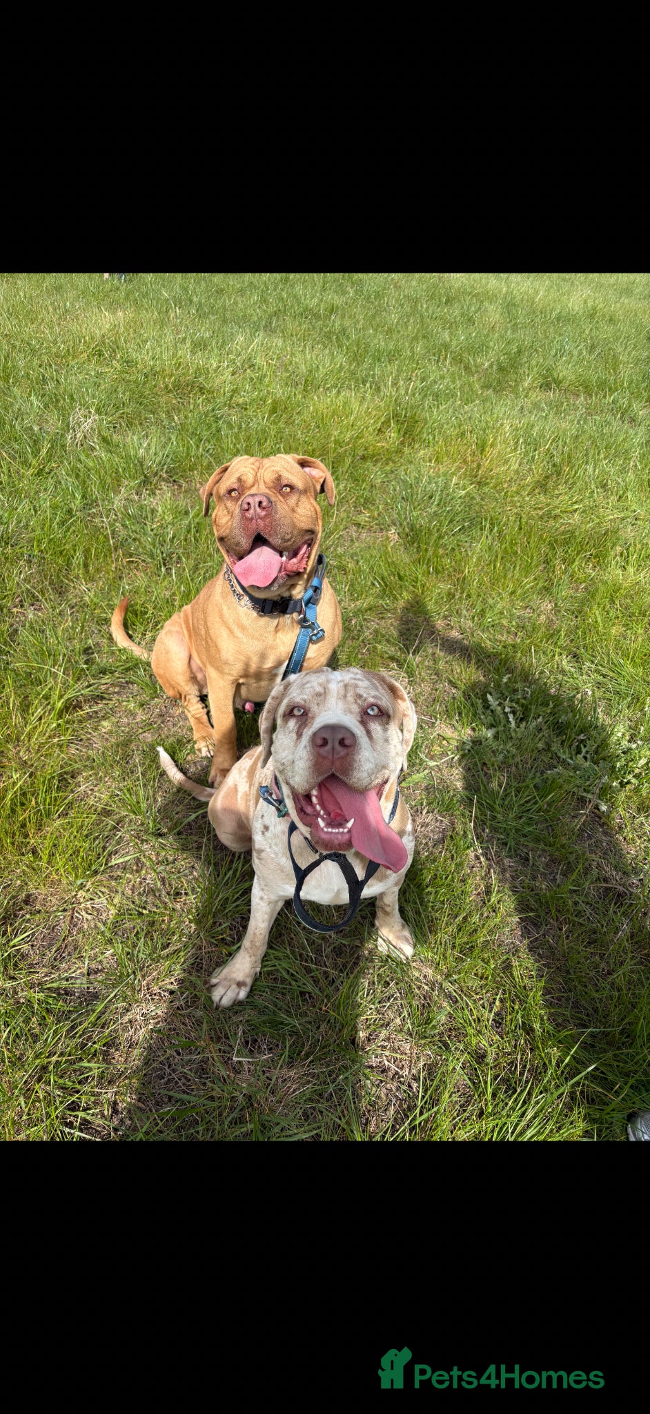 Cane Corso dogs ✨Amazing Merle cane corso x Bandog puppies ✨ - Advert 3