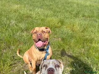 Cane Corso dogs ✨Amazing Merle cane corso x Bandog puppies ✨ - Advert 3