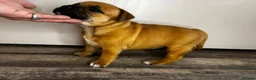 Staffordshire Bull Terrier dogs for sale: 🔥READY! KCREG STAFFY PUPPS–OUTSTANDING QUALITY 🔥 - Advert 26