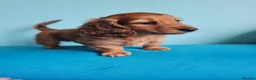 Miniature Dachshund dogs for sale: Gorgeous Miniature Dachshund Puppies in York - Advert 9
