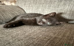 Mixed Breed cats for sale: Kittens 3 girls - Image 1