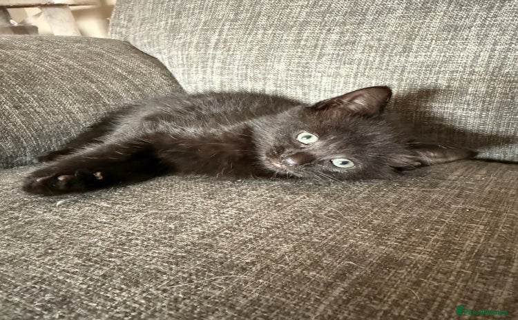 Mixed Breed cats - Advert 1