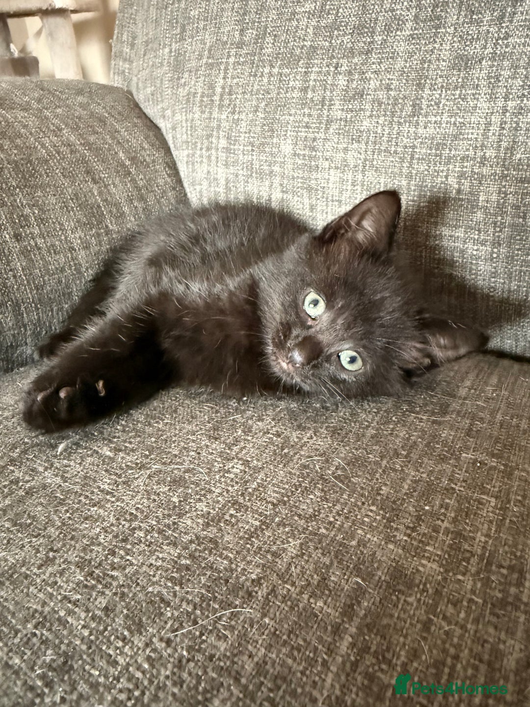 Mixed Breed cats for sale: Kittens 3 girls - Image 1