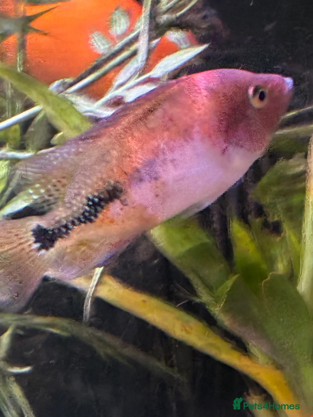 Cichlids fish for sale: Blood parrot x marble veija  - Advert 5