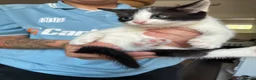 Mixed Breed cats for sale: Tuxedo cats  - Advert 2