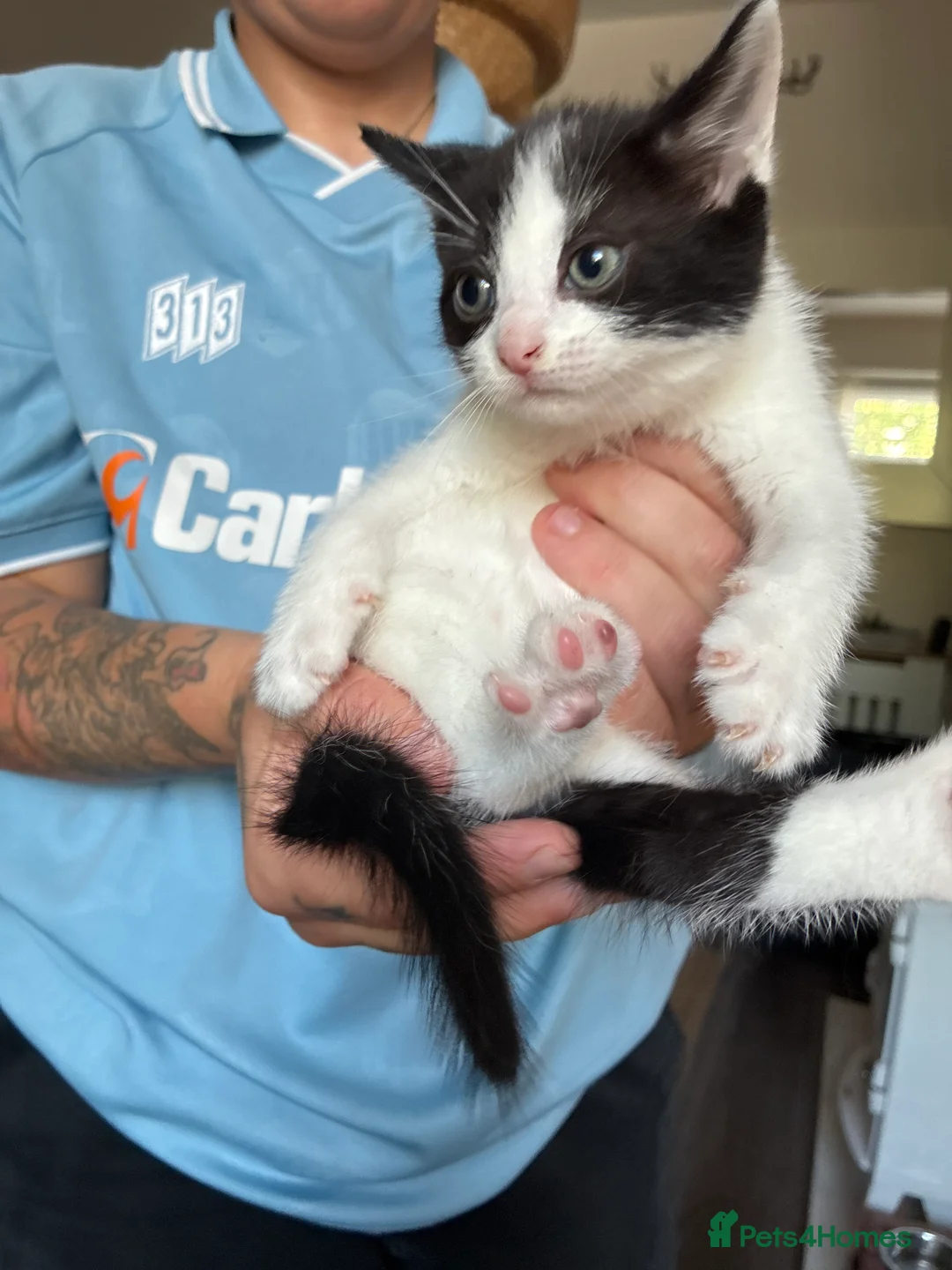 Mixed Breed cats for sale: Tuxedo cats  - Advert 2