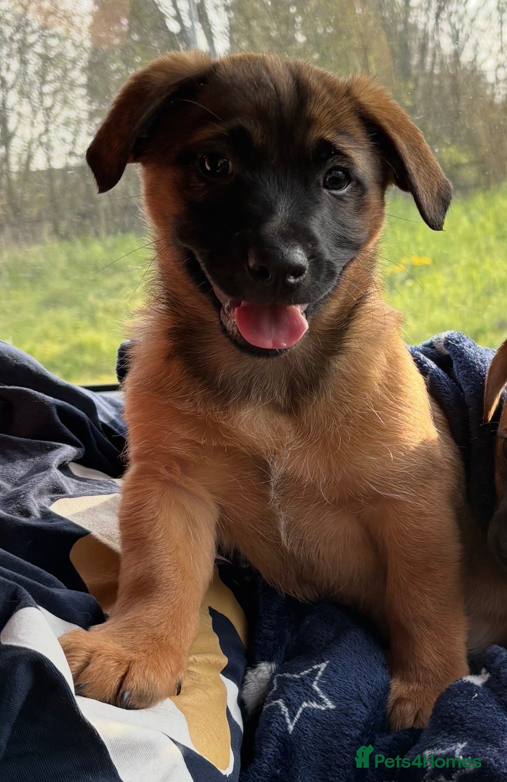 Jack Russell dogs Jack Russell puppies!  - Advert 8