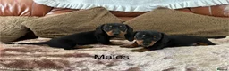 Miniature Dachshund dogs for sale: Adorable Miniature Dachshund Puppies! - Advert 5