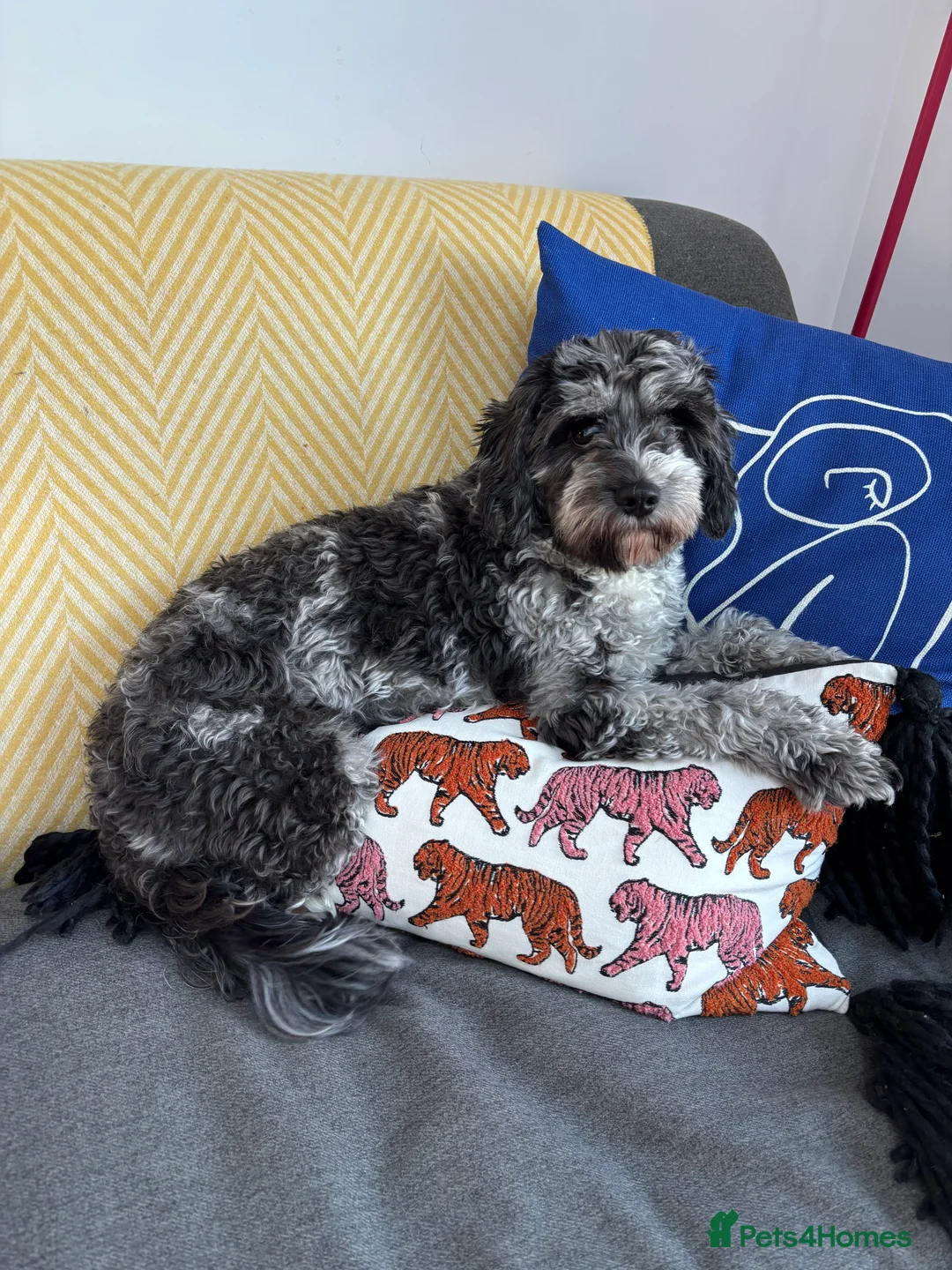 Cavapoo dogs for sale: 2 year old - Loving but anxious  - Advert 6